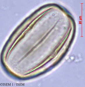 Heliotropium supinum - lame n° 28884
